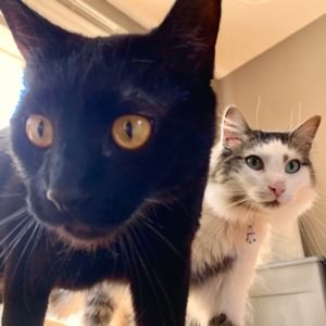 Meet your Posher, Conner